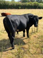 27MO ABERDEEN ANGUS BULL - 4