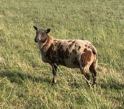 DUTCH SPOTTED RAM LAMB