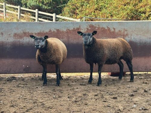 2 BLUE TEXEL X BLEU D MAINE EWE LAMBS - BIDS PER LIFE