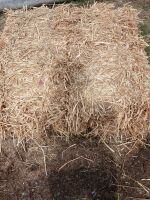 50 CONVENTIONAL BALES OF WHEAT STRAW - BIDS FOR THE GROUP - 2