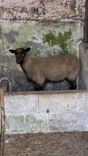 3 X FLOCK AGE BADGER FACE EWES - BIDS PER LIFE