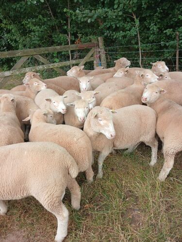 10 POLL DORSET SHEARLING EWES - BIDS PER LIFE