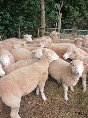 10 POLL DORSET SHEARLING EWES - BIDS PER LIFE