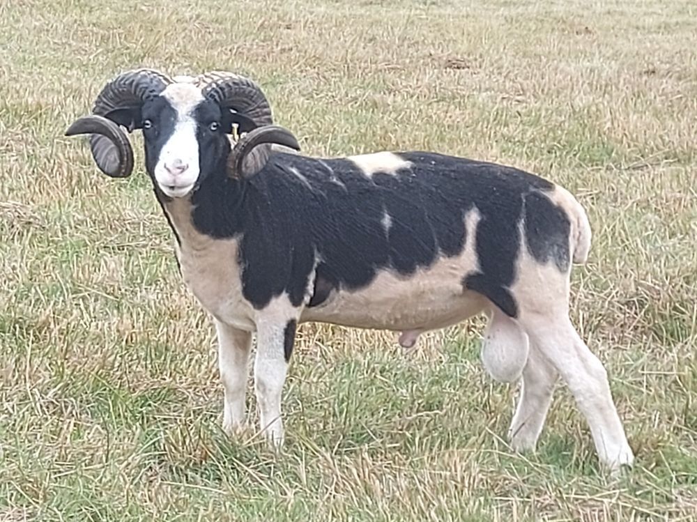 2YO JACOB 4T RAM