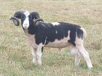 2YO JACOB 4T RAM
