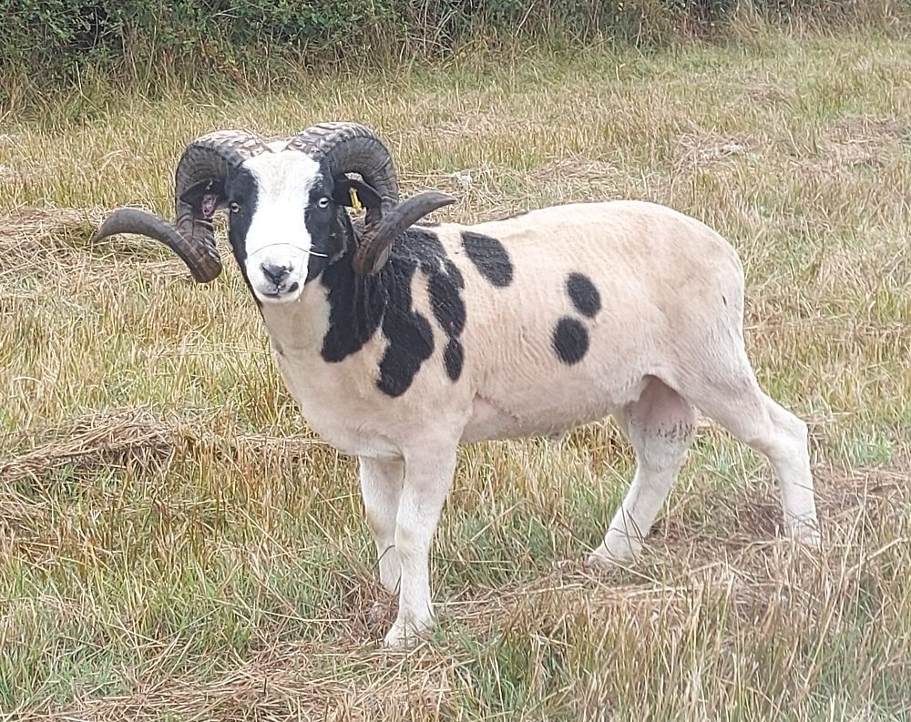 2YO JACOB 4T RAM