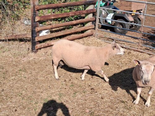 CHAROLAIS SHEARLING RAM