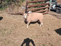 CHAROLAIS SHEARLING RAM - 2