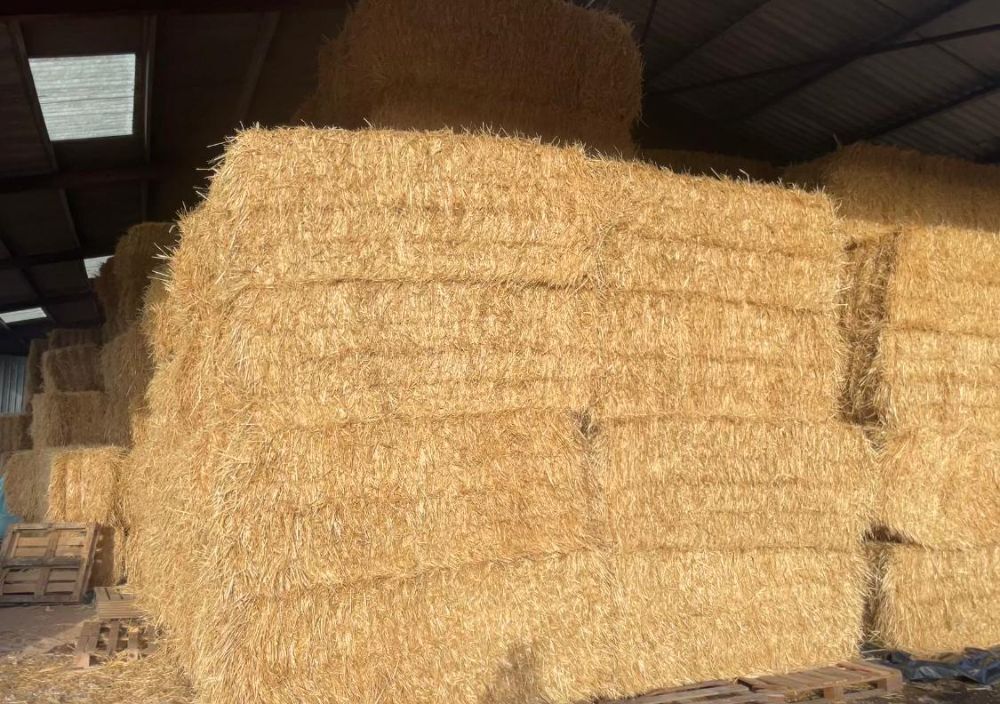 50 SQUARE BALES OF 2026 STRAW - BIDS PER BALE *Description Updated