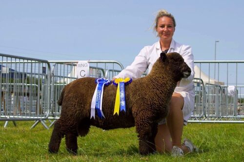 PEDIGREE COLOURED RYELAND RAM LAMB