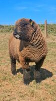 PEDIGREE COLOURED RYELAND RAM LAMB - 2
