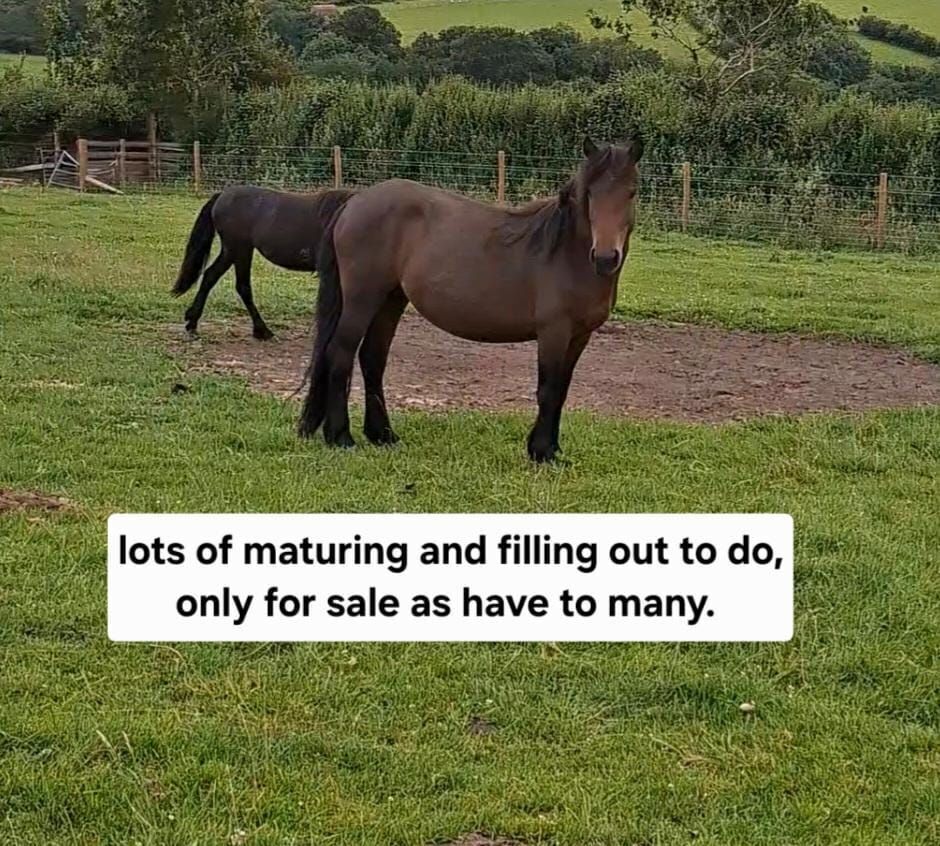 3YO DARTMOOR 11.2HH MARE