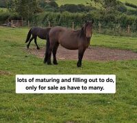 3YO DARTMOOR 11.2HH MARE