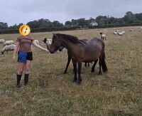 3YO DARTMOOR 11.2HH MARE - 2