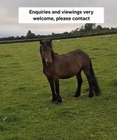 3YO DARTMOOR 11.2HH MARE - 3