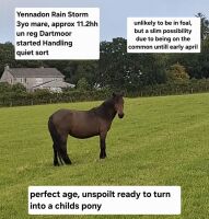 3YO DARTMOOR 11.2HH MARE - 4