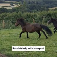 3YO DARTMOOR 11.2HH MARE - 5