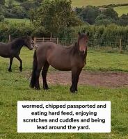 3YO DARTMOOR 11.2HH MARE - 6