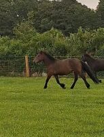 3YO DARTMOOR 11.2HH MARE - 7