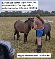 3YO DARTMOOR 11.2HH MARE - 8