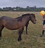 3YO DARTMOOR 11.2HH MARE - 9
