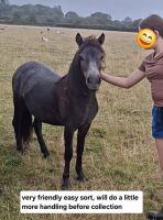 1YO IRON GREY DARTMOOR FILLY