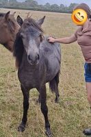 1YO IRON GREY DARTMOOR FILLY - 10
