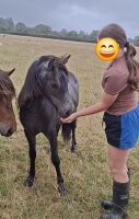 1YO IRON GREY DARTMOOR FILLY - 11
