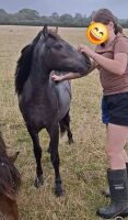1YO IRON GREY DARTMOOR FILLY - 12