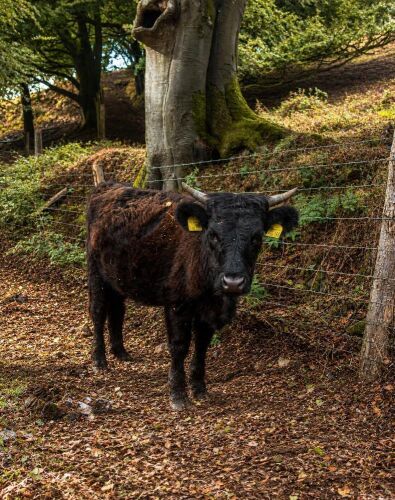 15MO HIGHLAND X DEVON HEIFER