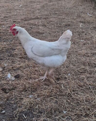 4 WHITE LEGHORN HYBRID HENS - BIDS PER LIFE