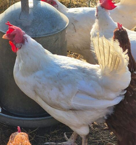 4 WHITE LEGHORN HENS - BIDS PER LIFE