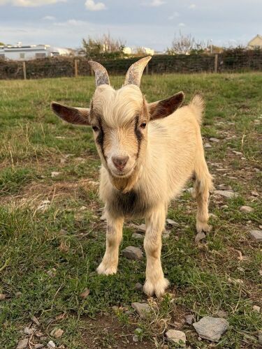 6MO PYGMY BILLY KID