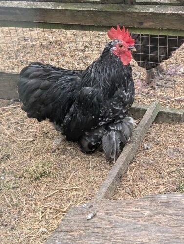 PAIR OF BLACK MOTTLED PEKINS - BIDS PER LIFE