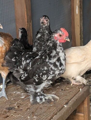 PAIR OF BLACK MOTTLED PEKINS - BIDS PER LIFE