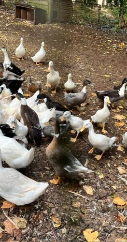 TRIO OF CHERRY VALLEY X DUCKS - BIDS PER LIFE