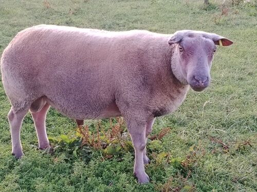 5YO PEDIGREE BRITISH ROUGE RAM