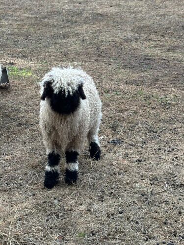 2 X VALAIS BLACKNOSE WETHER LAMBS