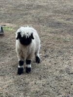 2 X VALAIS BLACKNOSE WETHER LAMBS