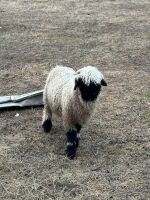 2 X VALAIS BLACKNOSE WETHER LAMBS - 2