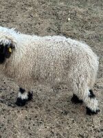 2 X VALAIS BLACKNOSE WETHER LAMBS - 3