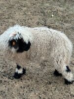 2 X VALAIS BLACKNOSE WETHER LAMBS - 4