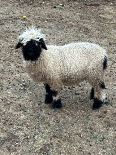 2 X PEDIGREE VALAIS BLACKNOSE EWE LAMBS