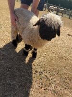 2 X PEDIGREE VALAIS BLACKNOSE EWE LAMBS - 3