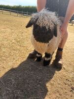 2 X PEDIGREE VALAIS BLACKNOSE EWE LAMBS - 4