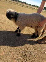 2 X PEDIGREE VALAIS BLACKNOSE EWE LAMBS - 5