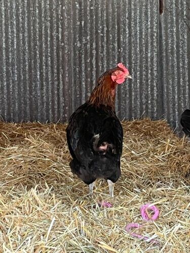 2 X BLACK ROCK HENS - BIDS PER LIFE