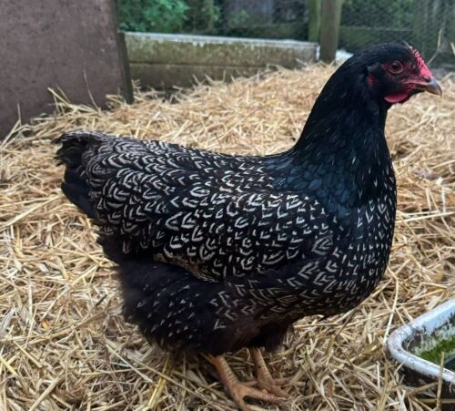 PAIR OF LARGE SILVER LACED BARNEVELDERS - BIDS PER LIFE