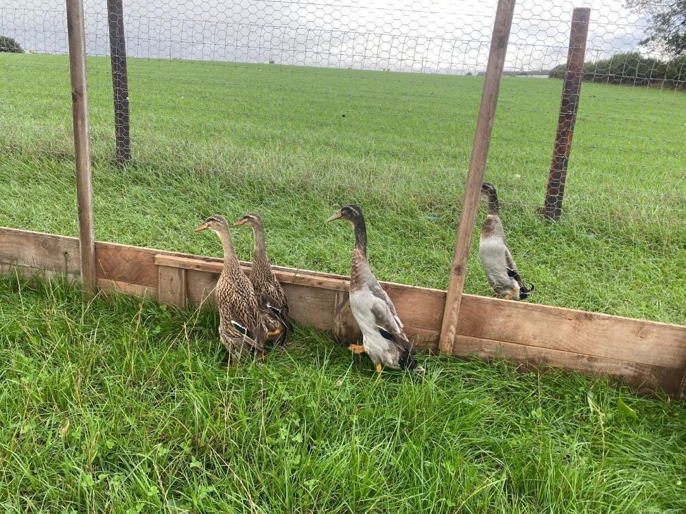 TRIO OF MALLARD INDIAN RUNNER DUCKS - BIDS PER LIFE