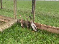 TRIO OF MALLARD INDIAN RUNNER DUCKS - BIDS PER LIFE - 2